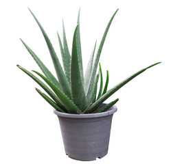 Isolated fresh Aloevera plant in a flowerpot with its succulent leaves from which the soothing sap used for healing and medicinal purposes is derived
