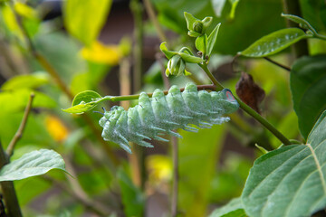 Closrup a large butterfly caterpillar was eating a leaf ,Attacus atlas