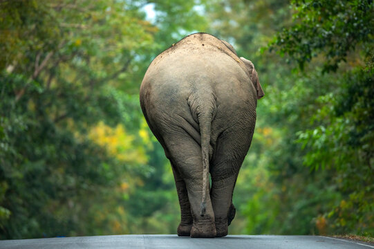 A large Asian wild elephant is walking on a road in a national park