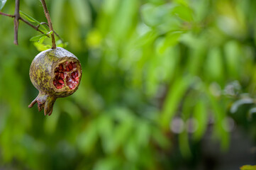 Fruit or pomegranate on tree was gnawed by birds or bats that can see the red seeds inside and has...