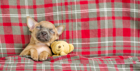 Funny Toy terrier sleeps under checkered or tartan blanket on a bed at home with favorite toy bear....