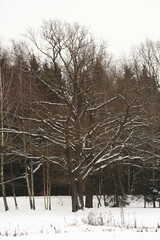 Fototapeta premium Flakes of snow on branch. Selective focus of Snowflake on tree during winter, shallow depth of field