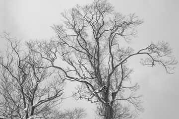 冬の木々
