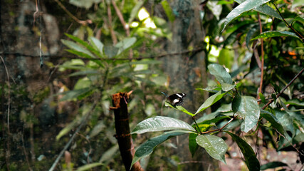 A black butterfly with white spots on its wings sits on a green tree leaf