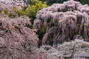 三春町　福聚寺のしだれ桜