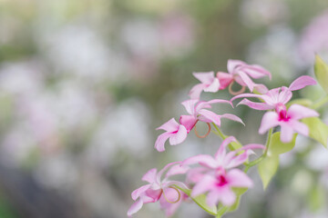 Beautiful Dendrobium Orchid flower blossom in garden