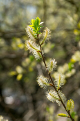 Spring forest. Flowering willow tree