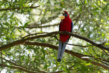 Crimson rosella eating a chip after being hand fed