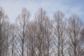 冬のメタセコイア