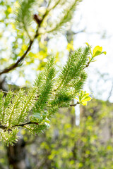 Spring forest. Flowering willow tree (salix lasiolepis) 