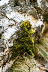 Green moss on the trunk of a birch tree