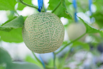 Fresh green melon on wood plate