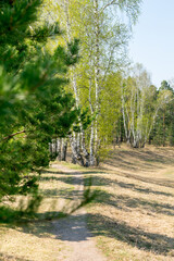 Birches and pines in the spring forest