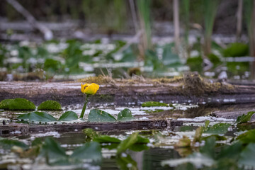 flower, nature, green, yellow, plant, water, leaf, leaves, garden, flowers, bloom, fresh, flora, summer, spring, branch, blossom, lemon, agriculture, lily, natural, water lily, peaceful