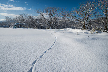 Fototapeta na wymiar 雪上の足跡