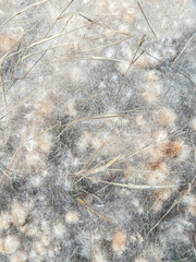 Poplar fluff on the autumn grass. Texture