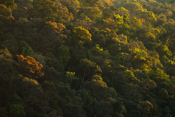 nature jungle landscape scene of tropical forest, concept of ecology and environment conservation, relaxing for spa therapy and zen treatment, outdoors vacation in the morning