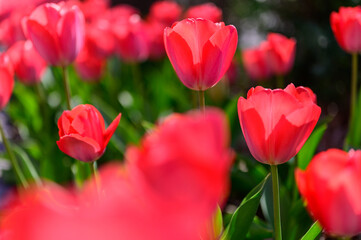 Red tulip flowers are blooming in the garden at morning of spring.