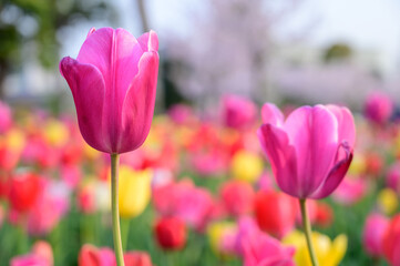 Pink tulip flowers are blooming in the garden at morning of spring.