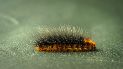 Macro shot of the Garden Tiger Moth caterpillar or Woolly Bear caterpillar because of its long hairs