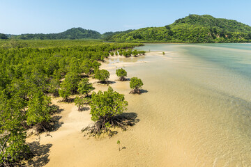Gorgeous top view of mangrove forest at Urauchi river, beautiful shrubs, roots appearing on shallow waters. Iriomote island.