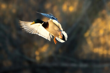 A male flying, trying to land at a little lake in the Mönchbruch natural reserve in Hesse, Germany.