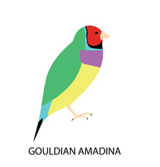 Obraz premium Illustration with australian bird - gouldian amadina. Cute cartoon character