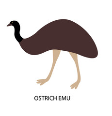 Illustration with australian bird - ostrich Emu. Cute cartoon character