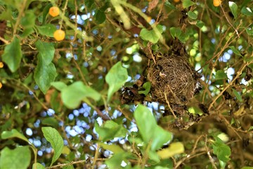 Bird Nest in the forest