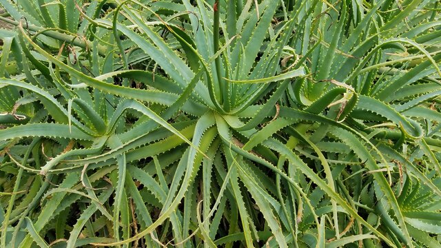 green grass with dew