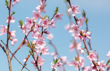 Close-up of pink flowers on a peach