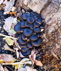 Oyster mushrooms grow on a tree.