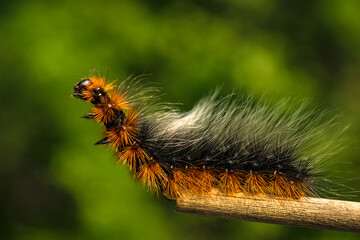 Macro shot of the Garden Tiger Moth caterpillar or Woolly Bear caterpillar because of its long hairs