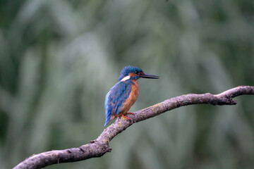 Beautiful blue Kingfisher bird, male Common Kingfisher, sitting on a branch, side profile