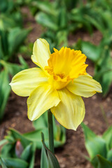 daffodil flowers detail