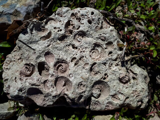 The Saulkalne shelly dolomite rocks with clearly visible fossils (Platyschisma kircholmiensis)