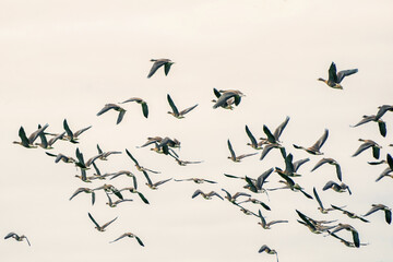 A large flock of geese silhouetted against a blue and white sky. Movement, selective focus