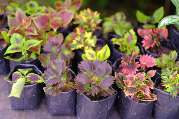 View of a beautiful  coleus solenostemon plant in the garden.