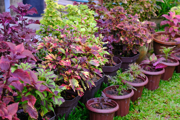 View of a beautiful  coleus solenostemon plant in the garden.