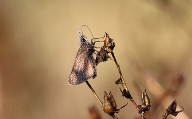 Braunkolbiger Braun-Dickkopffalter - 