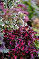 View of a beautiful  coleus solenostemon plant in the garden.