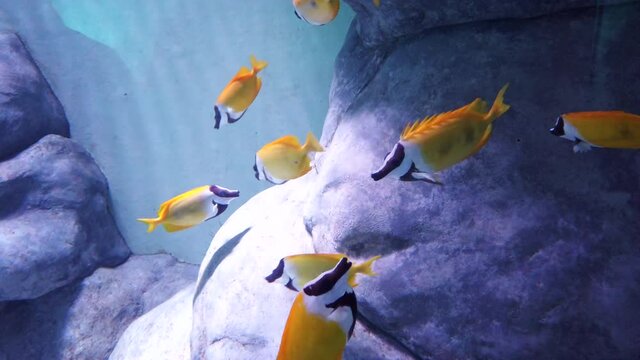 School of tropical yellow siganus vulpinus fish swim near the sea reefs on blue background.
