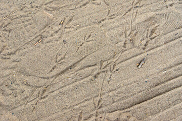 Fototapeta na wymiar footprints and car tire prints remained on the sand, on top of which there are fresh bird prints