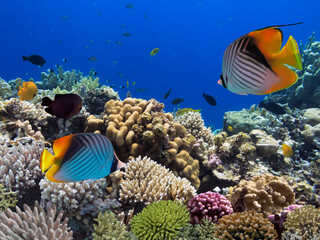 Fototapeta na wymiar Colorful Coral Reef At The Bottom Of Tropical Sea