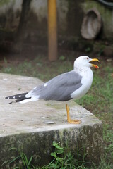 seagull on the beach