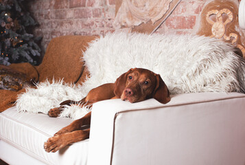 vizsla puppy in the sofa