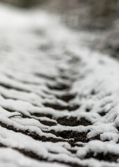 abstract texture, snow covered plants, winter feelings, winter texture suitable for wallpaper