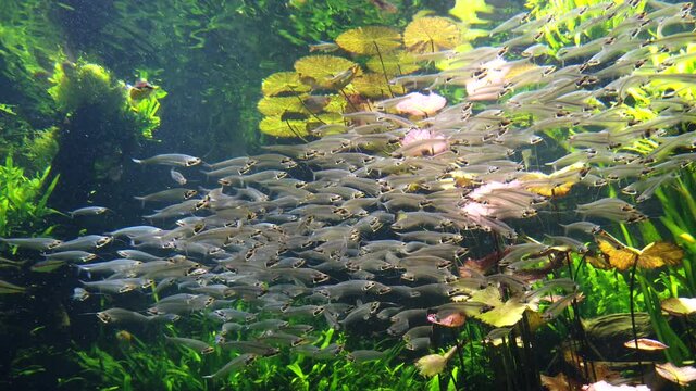 School of transparent fish and glass or ghost catfishs swimming underwater among green water plant and seaweed . Tropical aquatic small animals in aquarium.