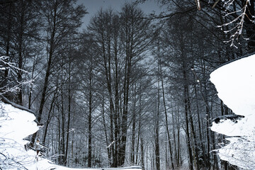Reflection of the winter forest in the water. Winter, snow, pond, nature, trees, cold. New Year, Christmas. Tourism. Mirror.