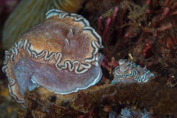 Mother and baby nudibranch on coral reef